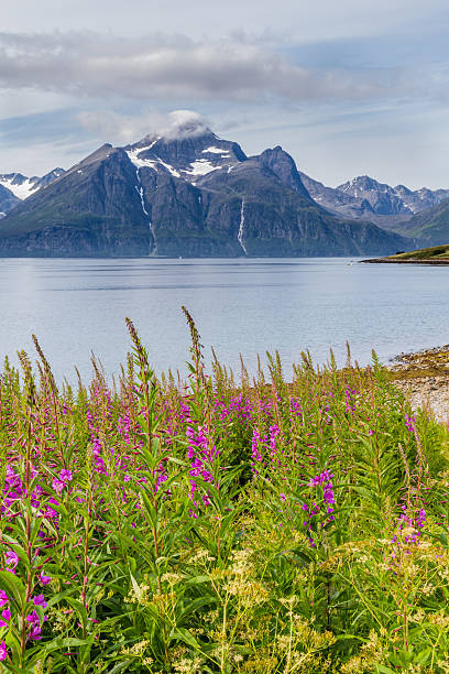 istock Typical Scandinavian landscape with  purple loosestrife along a 637269242