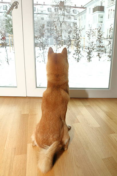 istock Dog watching the Snow from Home 637269896
