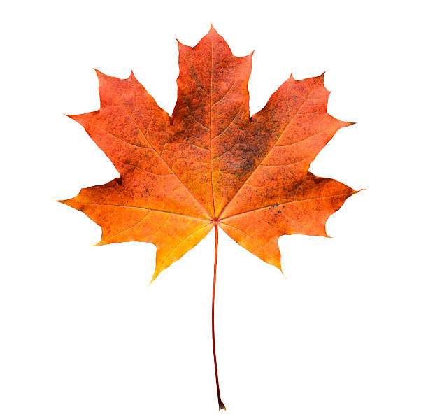 istock Golden orange and red maple leaf isolated white background 637269990