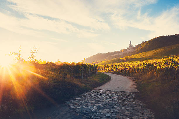 Vineyards near the Niederwald Monument by sunset stock photo