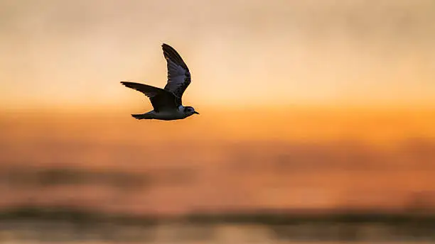 Photo of Whiskered Tern in Arugam bay lagoon, Sri Lanka