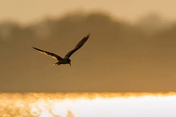 Photo of Whiskered Tern in Arugam bay lagoon, Sri Lanka