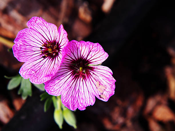 Geranium cinereum Ballerina - Cranesbill Geranium cinereum Ballerina - Cranesbill blooming in the garden. veining stock pictures, royalty-free photos & images