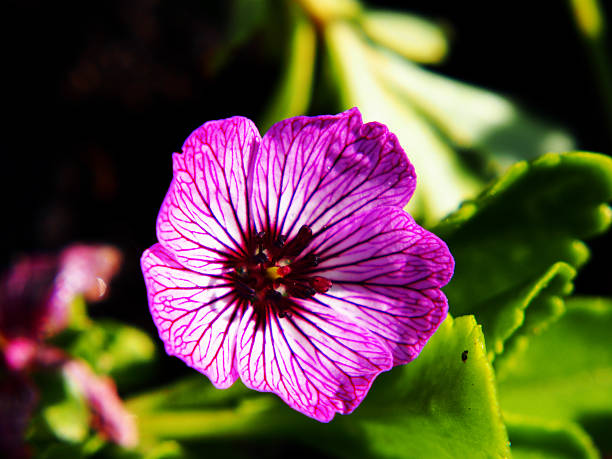 Geranium cinereum Ballerina - Cranesbill Geranium cinereum Ballerina - Cranesbill blooming in the garden. veining stock pictures, royalty-free photos & images