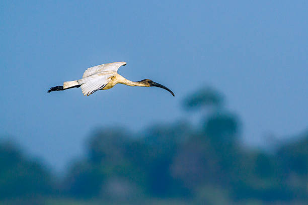 istock Black-headed Ibis in Arugam bay lagoon, Sri Lanka 637272342