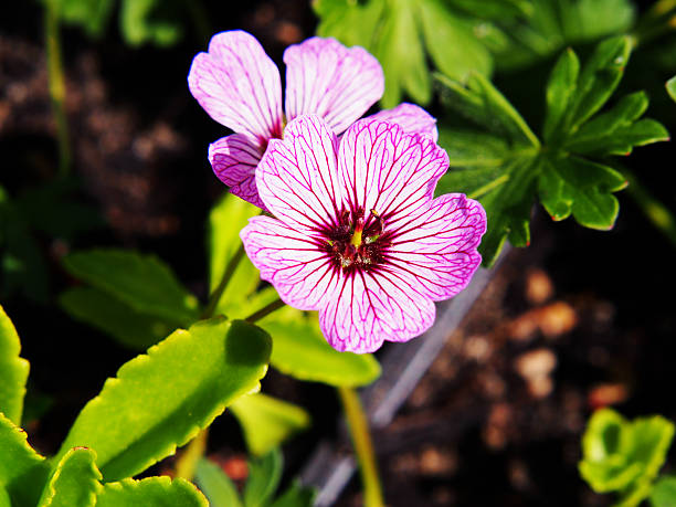 Geranium cinereum Ballerina - Cranesbill Geranium cinereum Ballerina - Cranesbill blooming in the garden. veining stock pictures, royalty-free photos & images