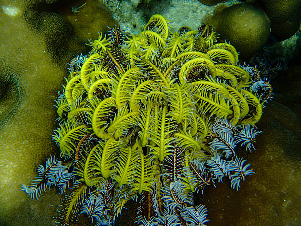 istock Beautiful colorful coral reef 637272494
