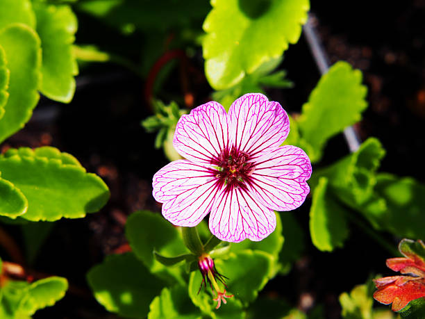 Geranium cinereum Ballerina - Cranesbill Geranium cinereum Ballerina - Cranesbill blooming in the garden. veining stock pictures, royalty-free photos & images