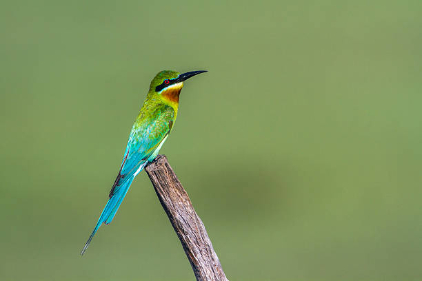 istock Blue-tailed bee-eater in Arugam bay lagoon, Sri Lanka 637272698