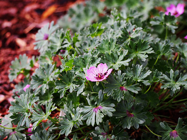 Geranium cinereum Ballerina - Cranesbill Geranium cinereum Ballerina - Cranesbill blooming in the garden. veining stock pictures, royalty-free photos & images