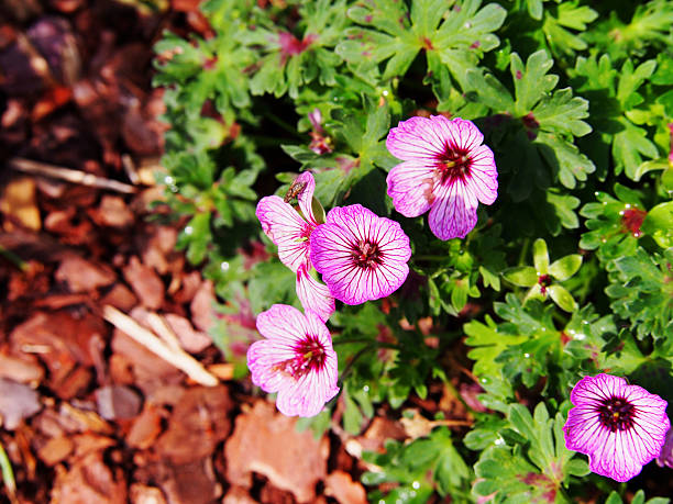 Geranium cinereum Ballerina - Cranesbill Geranium cinereum Ballerina - Cranesbill blooming in the garden. veining stock pictures, royalty-free photos & images