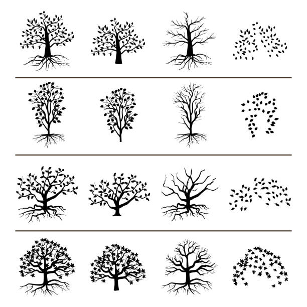 뿌리, 단풍, 낙엽이 있는 벡터 나무 - 겨울나무 stock illustrations