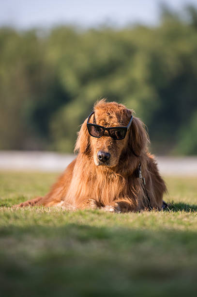 istock Golden retriever wears sunglasses 637274630