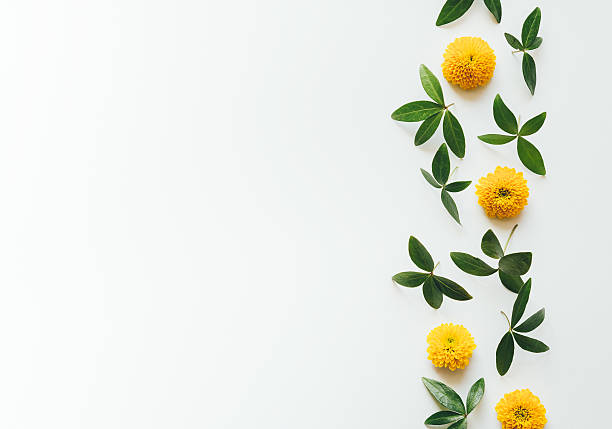 istock Yellow Flowers And Leaves With Copy Space 637275074