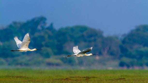 istock Eurasian spoonbill in Arugam bay lagoon, Sri Lanka 637275300