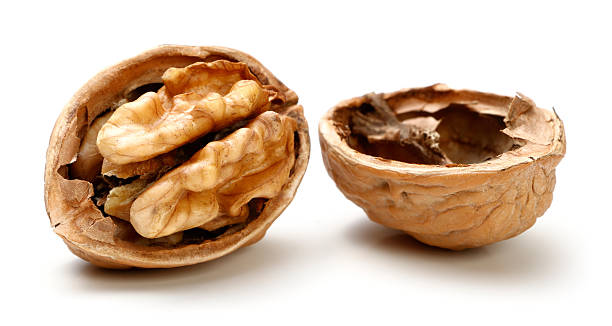 media pieza de nogal. - walnut pod nutshell cross section fotografías e imágenes de stock
