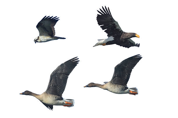 Eagke,hawk and goose in a white backfround Isolated picture of Eagke,hawk and goose in flight. anser fabalis stock pictures, royalty-free photos & images
