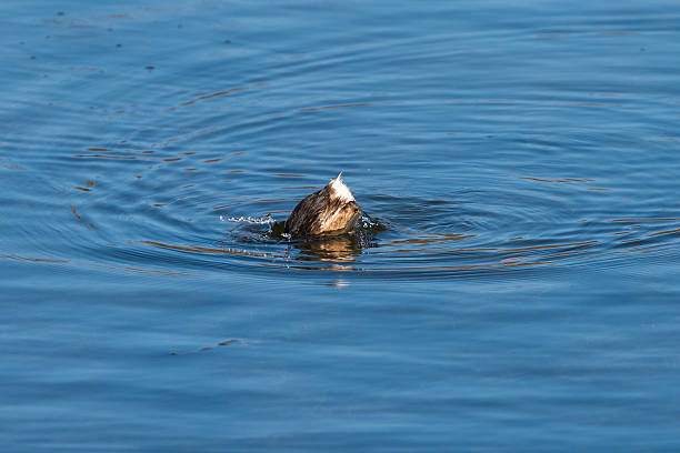 istock Little grebe (Tachybaptus ruficollis) in the water 637277312