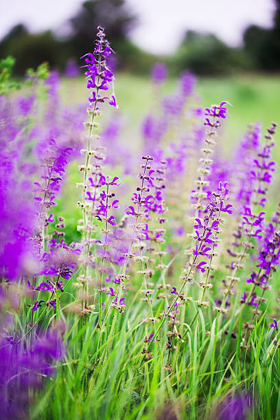 istock purple wildflowers 637277430