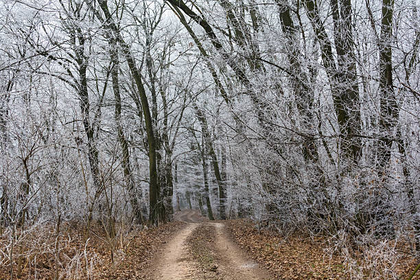 istock Winter road in frosty forest 637277438