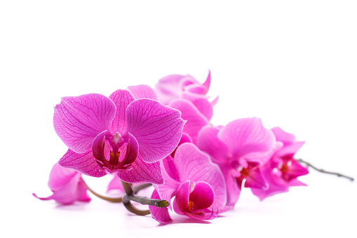 pink stripy phalaenopsis orchid isolated on white