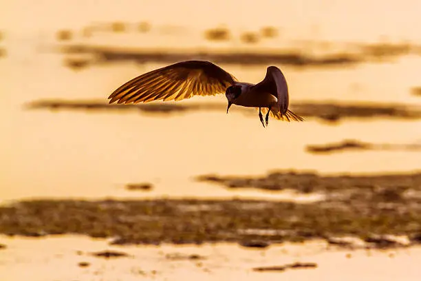 Photo of Whiskered Tern in Arugam bay lagoon, Sri Lanka