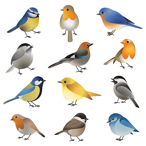 illustrazioni stock, clip art, cartoni animati e icone di tendenza di set vettoriale di uccelli colorati selvatici - birdsong