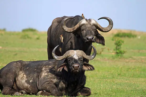 Photo of Cape Buffalo in Bumi National Park