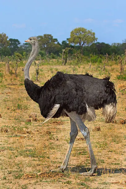 Photo of Male Ostrich standing on the plains in Hwange National Park