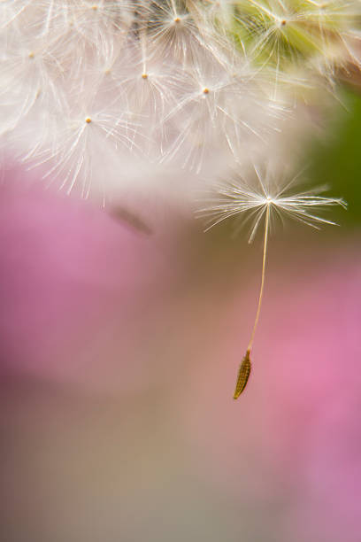 A dandelion seed dangling off the seeded against a pink background.