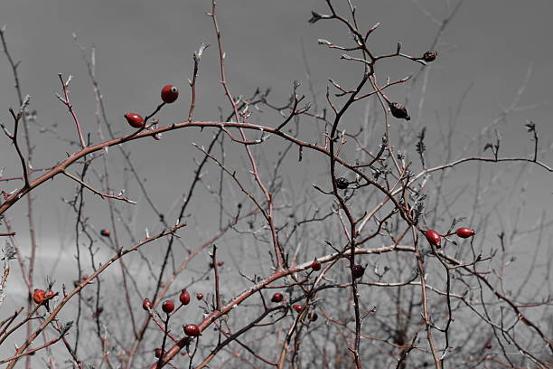 istock Rose hip branches - gloomy background - selective color 637280058