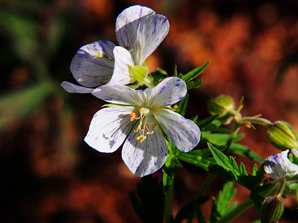 pratense geranium "splish-splash" - geranium pratense zdjęcia i obrazy z banku zdjęć