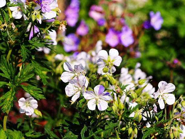 pratense geranium "splish-splash" - geranium pratense zdjęcia i obrazy z banku zdjęć