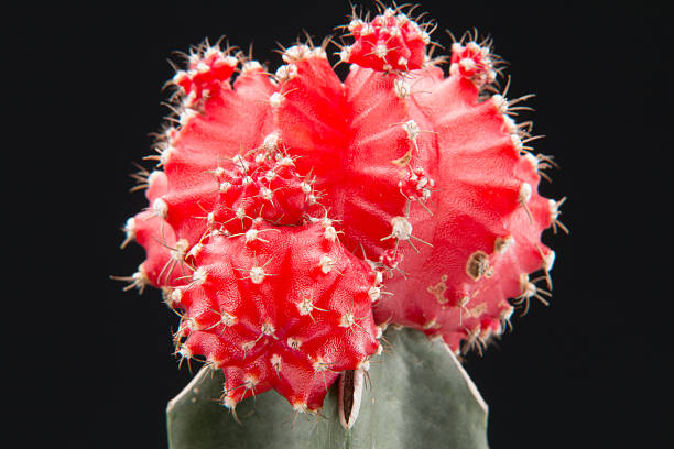 Red Grafted Cactus stock photo