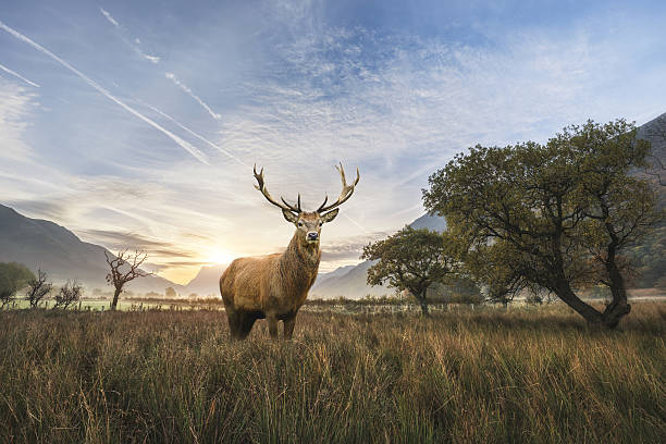 istock Powerful red deer stag in countryside landscape scene at sunrise 637280874