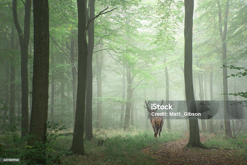 Image of red deer stag in foggy Autumn colorful forest Stunning image of red deer stag in foggy Autumn colorful forest landscape image Forest Stock Photo