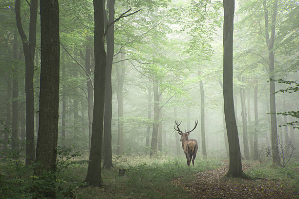 Image of red deer stag in foggy Autumn colorful forest stock photo