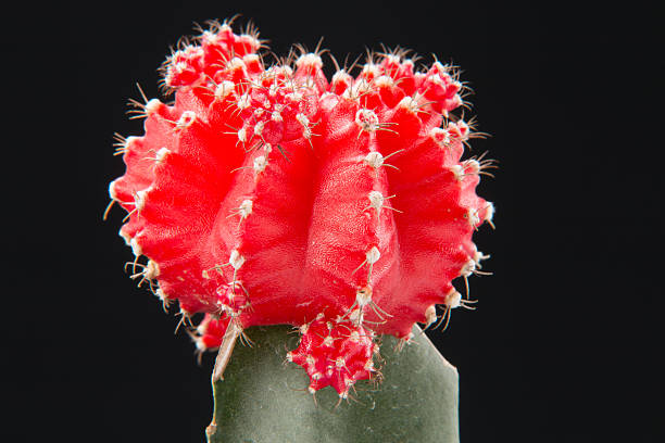 Grafted Cactus Bloom stock photo