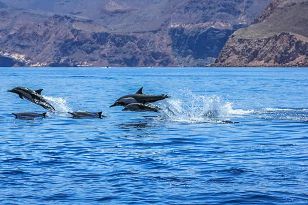 Dolphins jumping near the coast of a Isla Espiritu Santo in Baja California.