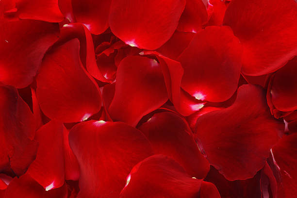 istock Close up of rose petals background. 637281642