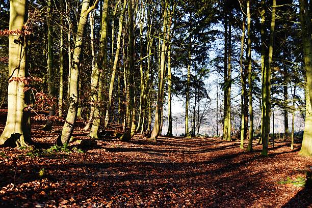 istock Woodland Scene 001 637281774