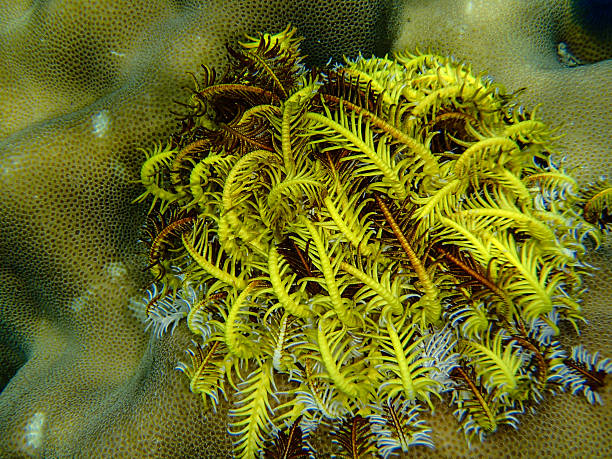 istock Beautiful colorful coral reef 637282098