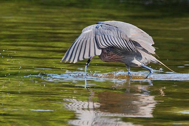 istock Reddish Egret (Egretta rufescens), Ding Darling NWR, Florida, USA 637282138