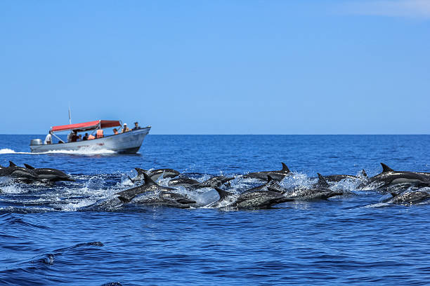 Dolphins jumping in Baja California