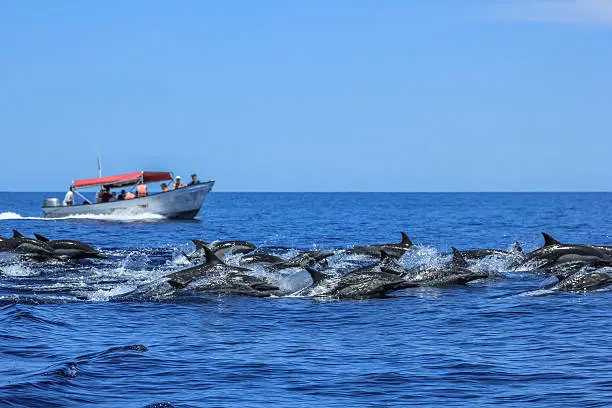 Several dolphins jumping and swimming off the coast of La Paz and close to Isla Espiritu Santo in Baja California, Mexico. In background a boat during a sightseeing tour of observation of animals.