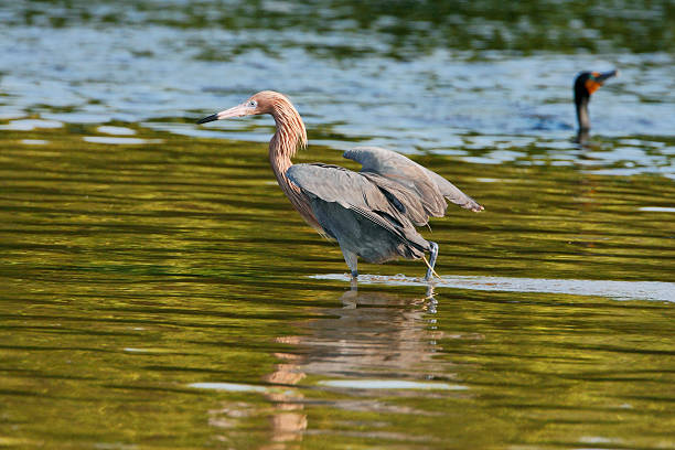 istock Reddish Egret (Egretta rufescens), Ding Darling NWR, Florida, USA 637282166