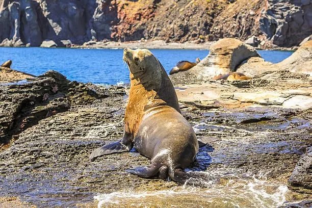 Photo of Male Sea Lion