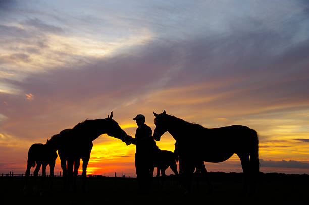 istock Taking care of the horses 637282524