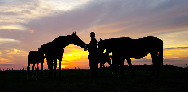istock Taking care of the horses 637282672