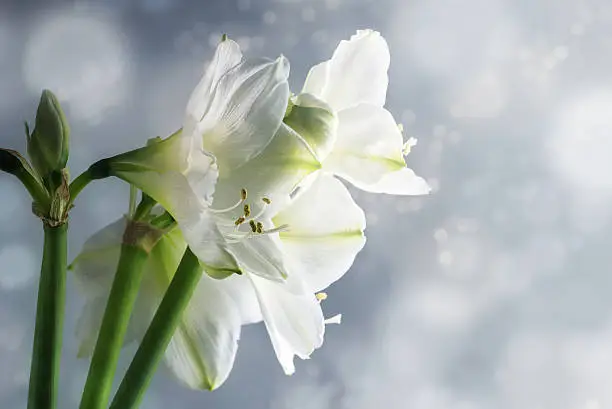 White amaryllis flowers (Hippeastrum) against a snowy winter backgroun,  beautiful floral greeting card with copy space, selected focus, narrow depth of field